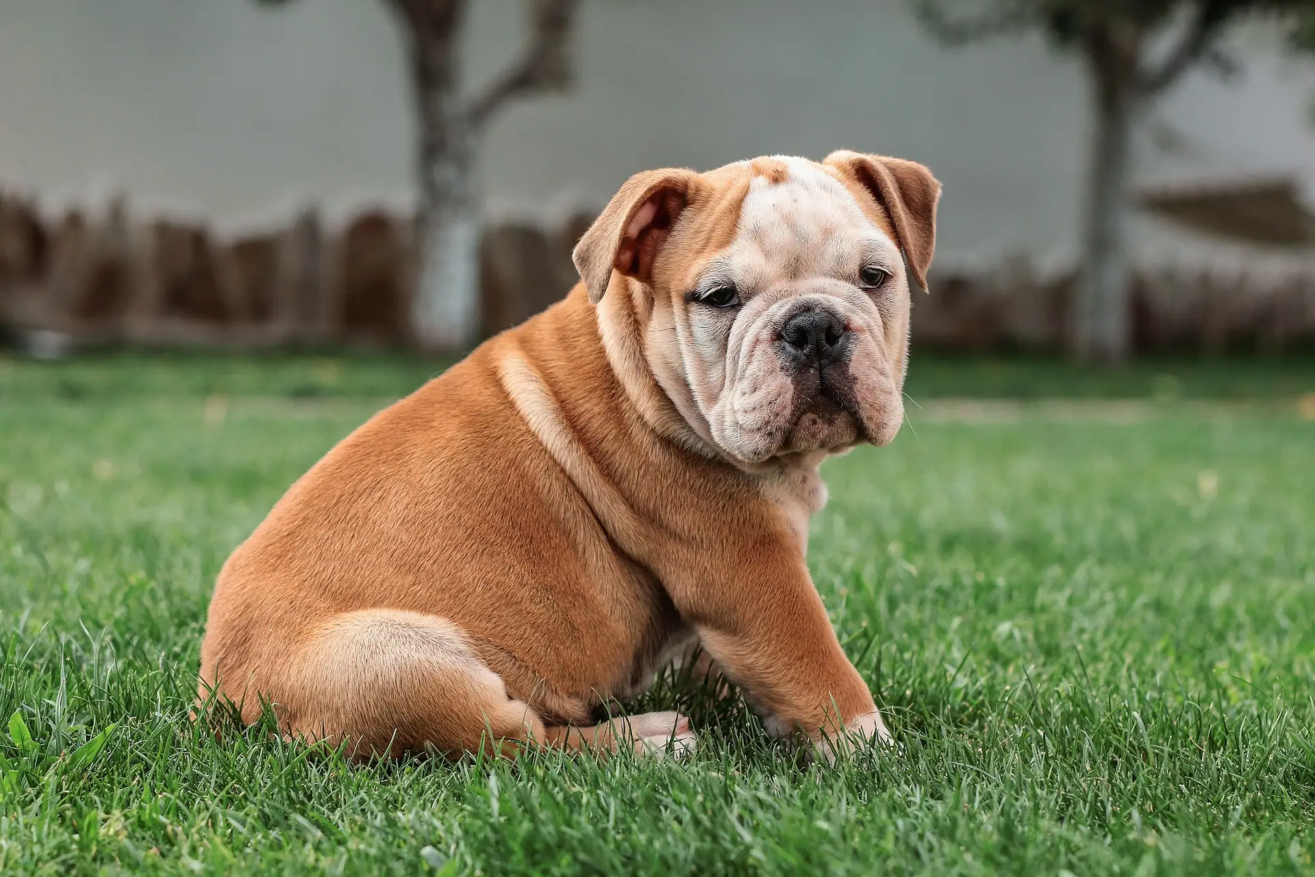 Bulls2Gum – Nos chiens pensionnaires à Belz